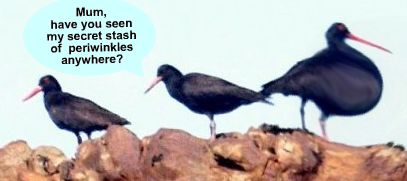 oyster-catchers-with-chick-caption.jpg
