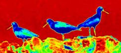 oyster-catchers-with-chick-heatmap.jpg