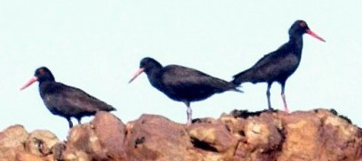oyster-catchers-with-chick.jpg